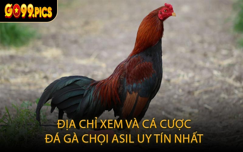 Địa Chỉ Xem Và Cá Cược Đá Gà Chọi Asil Uy Tín Nhất