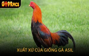 Xuất xứ của giống gà Asil