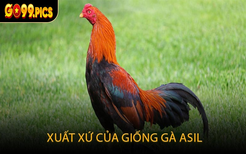 Xuất xứ của giống gà Asil